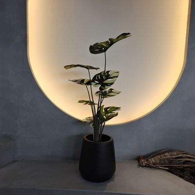 kaufen Insektenbeständiges Monstera Baum 70-100 cm für eine geringe Wartung online manufacture