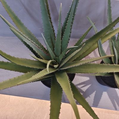 Lebensgetreue Plastik-Aloe-Pflanze Innen-Außen-Künstliche Aloe Vera Falsch-Grün Dekoration